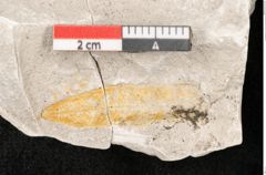 Foto (Detailansicht) von Quercus austini Ettingshausen (NHMW-GEO-2024-0188-10362)